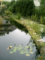 Teich_28_08_2008_026.jpg