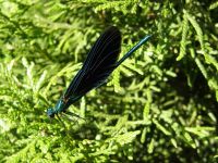 P8030091_Blaufluegel-Prachtlibelle_28Calopteryx_virgo29.JPG