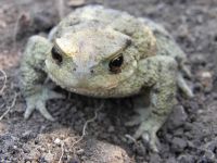 P8030101_Erdkroete_28Bufo_bufo29.JPG